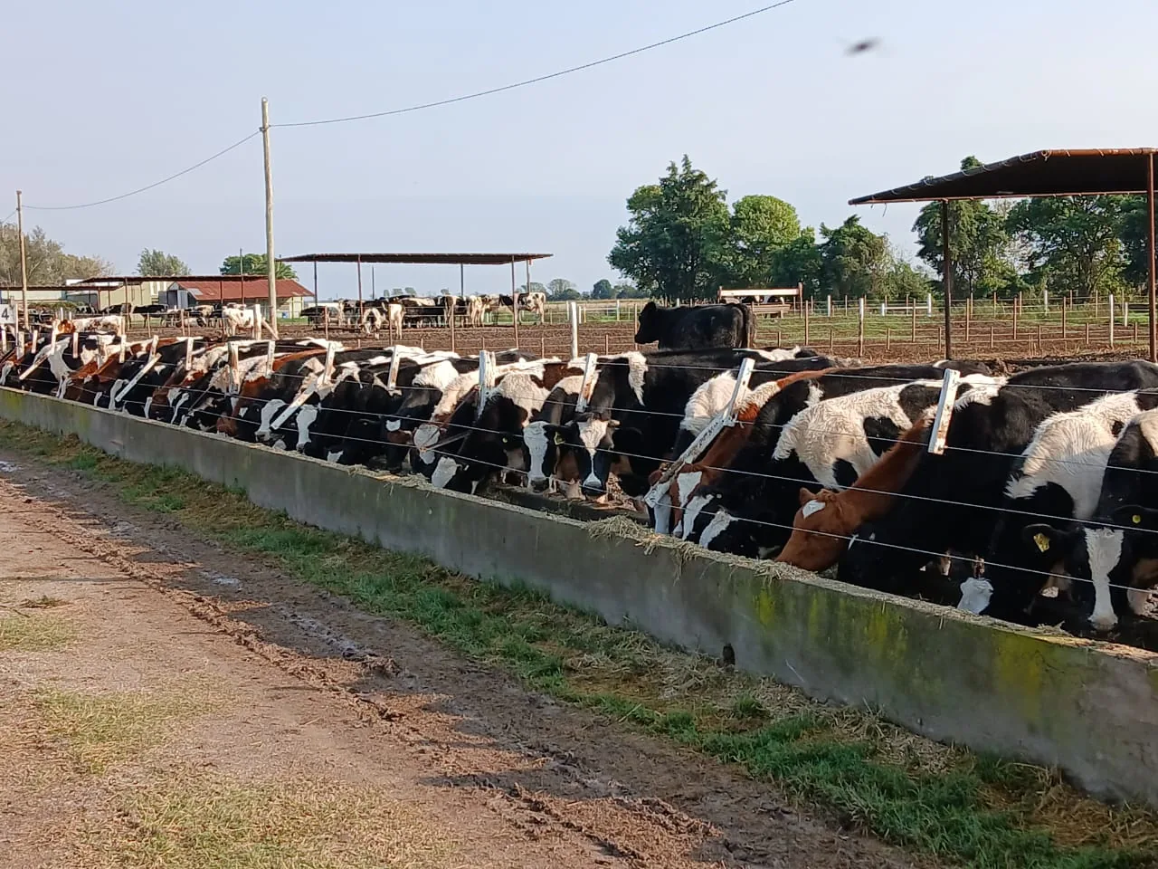 Feedlot cooperativo